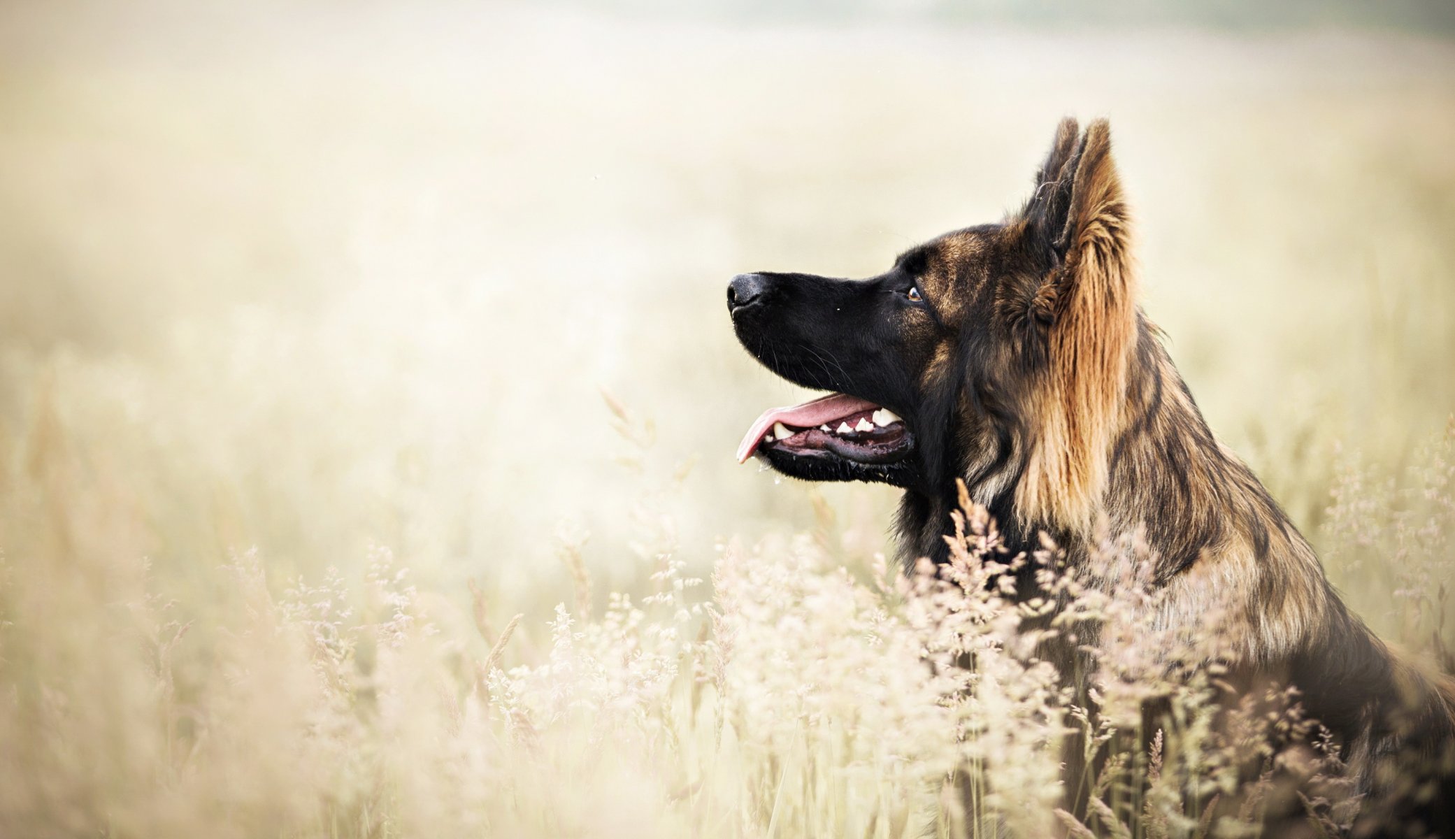 Взыскание ущерба при укусе собаки в Калуге