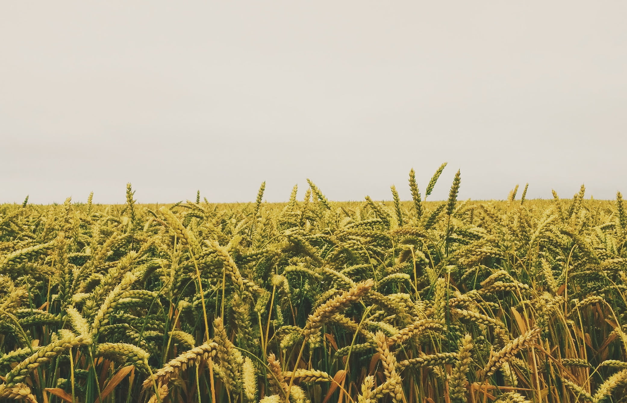 Юрист по земельным спорам в Калуге. Услуги земельного юриста.